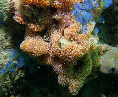 Aplidium benhami