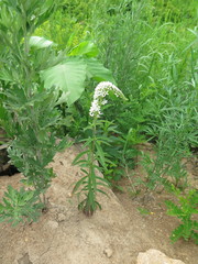 Lysimachia barystachys