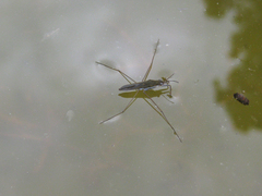 Gerris thoracicus