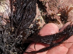 Cryptosiphonia woodii