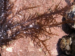 Cryptosiphonia woodii