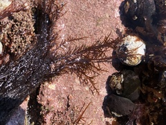 Cryptosiphonia woodii