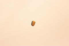 Popillia japonica