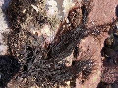 Cryptosiphonia woodii