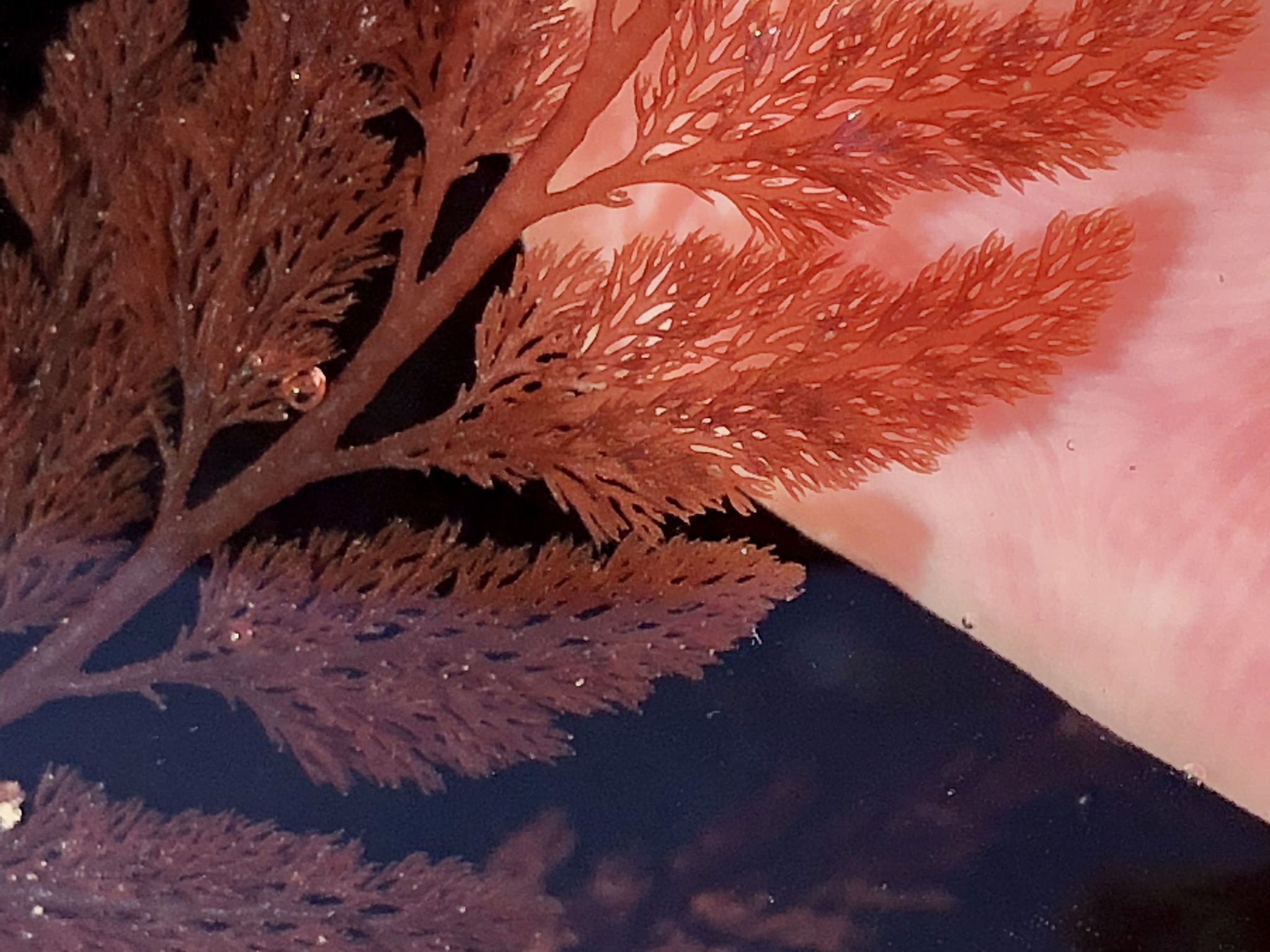 Microcladia