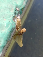 Libellulidae