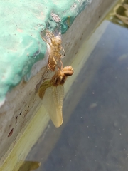 Libellulidae