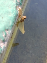 Libellulidae