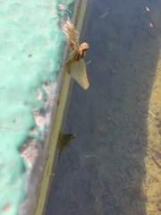 Libellulidae