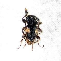 Aegomorphus circumflexus