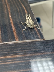 Schistocerca literosa