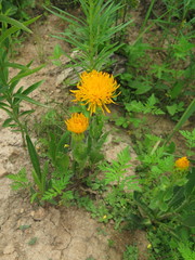 Hypochaeris ciliata