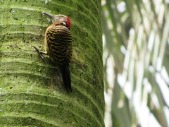 Melanerpes striatus