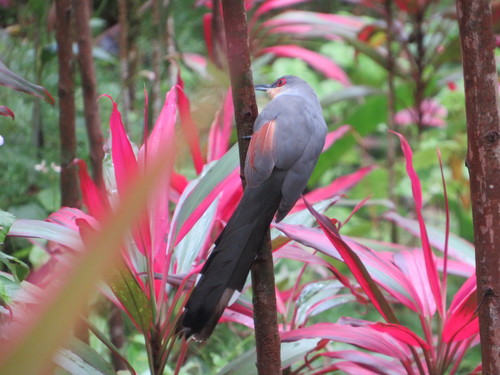 Hispaniolan Lizard Cuckoo (Coccyzus longirostris), photo 6