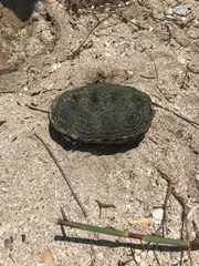 Malaclemys terrapin pileata