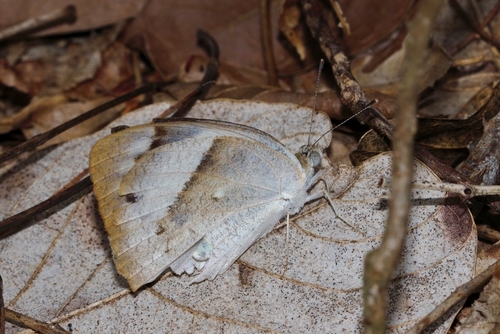 Bushveld Purple Tip photo 4