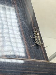 Schistocerca literosa
