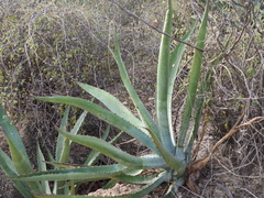 Agave aurea aurea