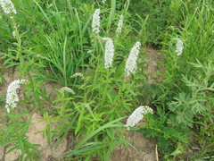Lysimachia barystachys