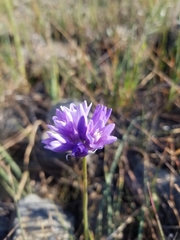 Dipterostemon capitatus capitatus