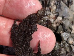 Callithamnion pikeanum