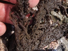 Callithamnion pikeanum