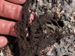 Callithamnion pikeanum