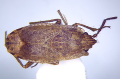 Emblethis dilaticollis