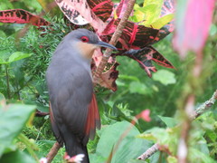 Coccyzus longirostris