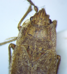 Emblethis dilaticollis