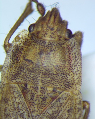 Emblethis dilaticollis