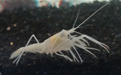 Troglocambarus maclanei