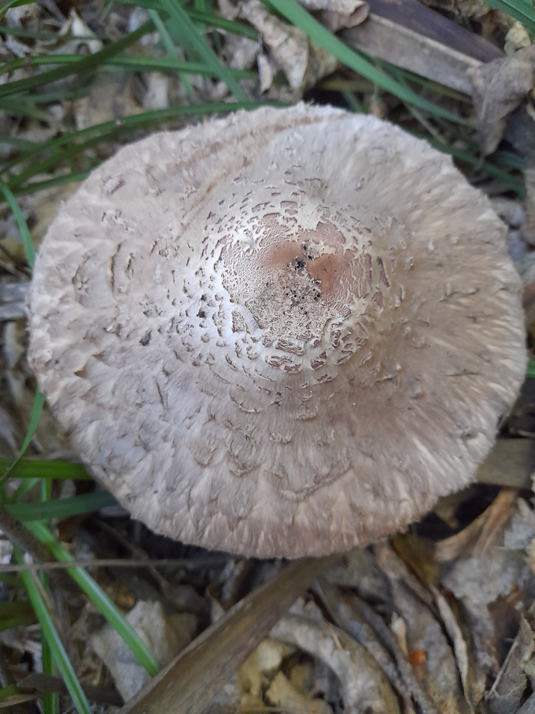 field mushrooms and allies from Ocean View, Dunedin, New Zealand on