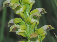 Satyrium microrrhynchum
