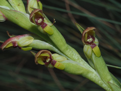 Disa brevicornis