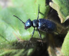 Meloe brevicollis