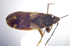 Eremocoris podagricus