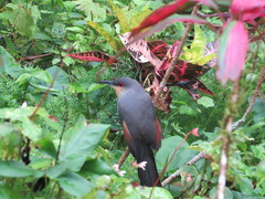 Coccyzus longirostris