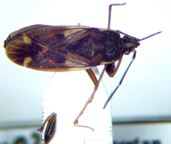 Eremocoris podagricus