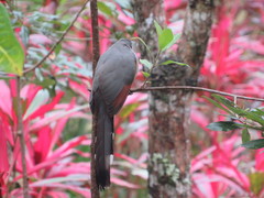 Coccyzus longirostris