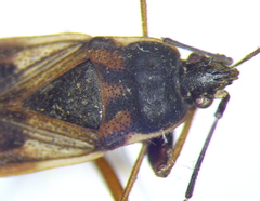 Eremocoris podagricus