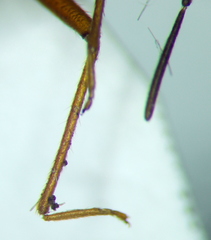 Eremocoris podagricus