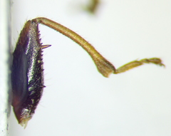 Eremocoris podagricus