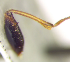 Eremocoris podagricus