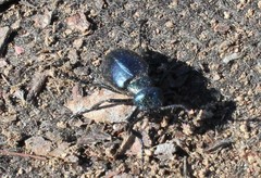 Meloe brevicollis