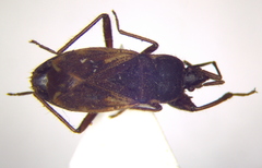Eremocoris plebejus
