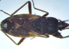 Eremocoris plebejus