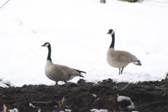 Branta canadensis moffitti