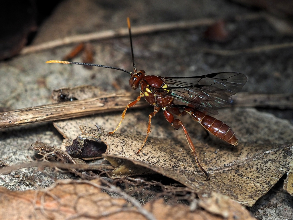 Labium approximatum