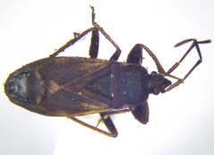 Eremocoris plebejus